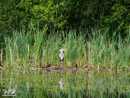 Grey Heron - Czapla Siwa
